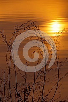 Grass at sunset