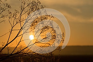 Grass at sunset against the sun