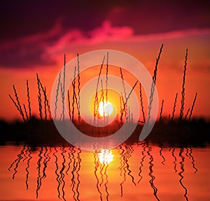 Grass on sunset background near water