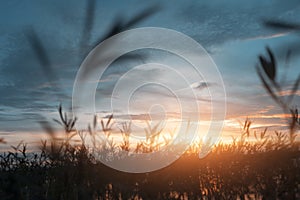 Grass in the Sunset and Evening