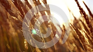 Grass sunset silhouette. grass sunset. Close up wheat field at sunset. Sunset grass in sunset field background