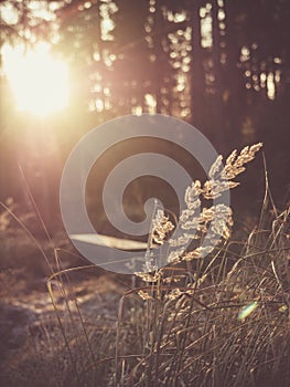 Grass in the sunshine