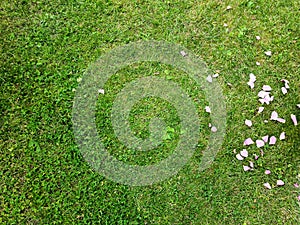 Grass surface with lots of pink rose petals