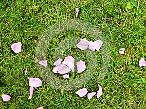 Grass surface with lots of pink rose petals