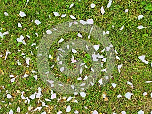 Grass surface with lots of pink rose petals