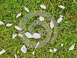 Grass surface with lots of pink rose petals