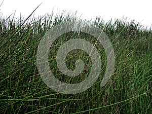 Grass in a swamp photo