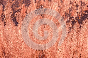 The grass swayed by the wind