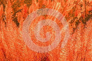 The grass swayed by the wind