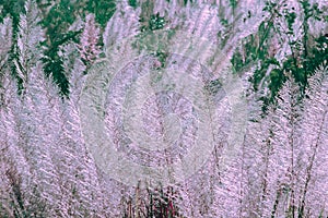 The grass swayed by the wind