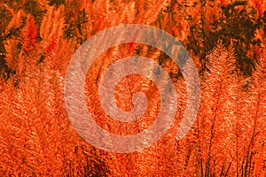 The grass swayed by the wind