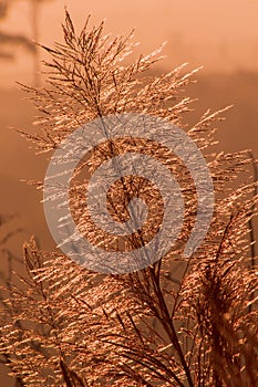 The grass swayed by the wind