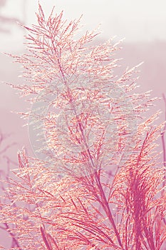 The grass swayed by the wind