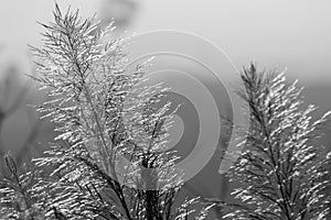 The grass swayed by the wind