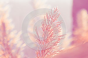 The grass swayed by the wind