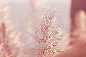 The grass swayed by the wind