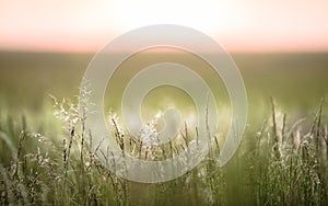 Grass swaying in a field at sunset