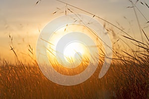 Grass swaying in the meadow against the background of sunrise or sunset