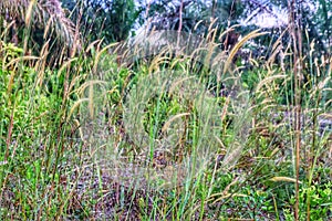 the grass sways in one direction