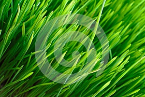 Grass texture