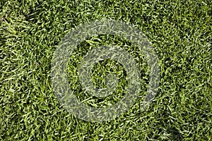 Grass texture