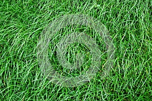 Grass texture