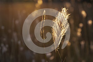 Grass texture abstract patterns,