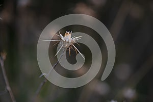 Grass texture abstract patterns,