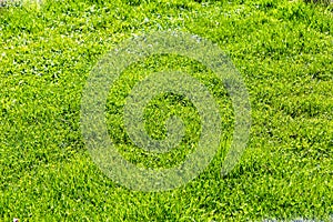 Grass texture as a background