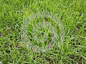 Grass texture background in China village no.10