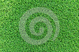 Grass texture background for golf course, soccer field or sports concept design. Artificial green grass
