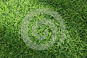 Grass texture background for golf course, soccer field or sports concept design. Natural green grass