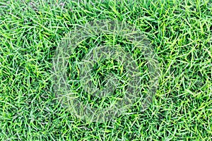 Grass texture or grass background. green grass for golf course, soccer field or sports background concept design.