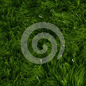 Grass texture close up for web design and backgrounds