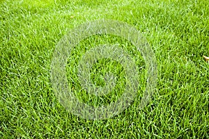 Grass texture. Freshly cut green grass background. Natural grass. Trimmed lawn.