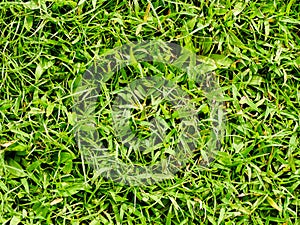 Grass texture or grass background.
