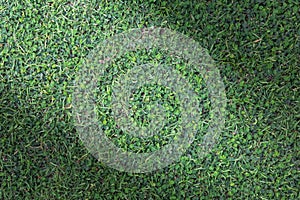 Grass texture or grass background. green grass for golf course, soccer field or sports background concept design.