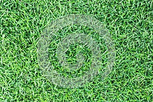 Grass texture or grass background. green grass for golf course, soccer field or sports background concept design.