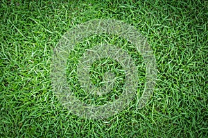 Grass texture or grass background. green grass for golf course, soccer field or sports background concept design.