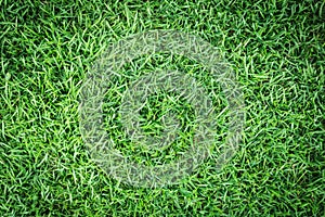 Grass texture or grass background. green grass for golf course, soccer field or sports background concept design.