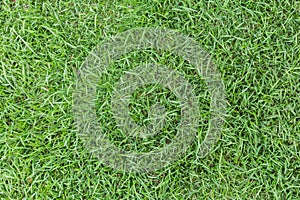 Grass texture or grass background. green grass for golf course, soccer field or sports background concept design.