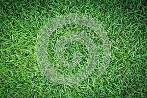 Grass texture or grass background. green grass for golf course, soccer field or sports background concept design.