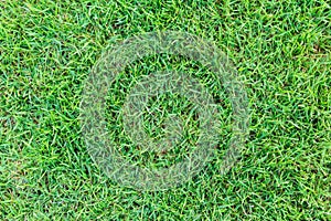 Grass texture or grass background. green grass for golf course, soccer field or sports background concept design.