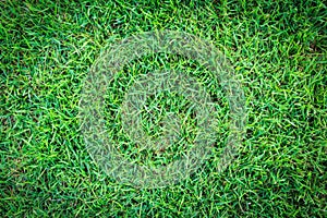 Grass texture or grass background. green grass for golf course, soccer field or sports background concept design.