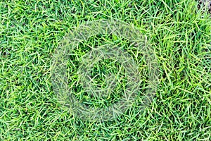 Grass texture or grass background. green grass for golf course, soccer field or sports background concept design.