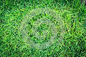 Grass texture or grass background. green grass for golf course, soccer field or sports background concept design.