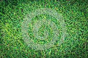 Grass texture or grass background. green grass for golf course, soccer field or sports background concept design.