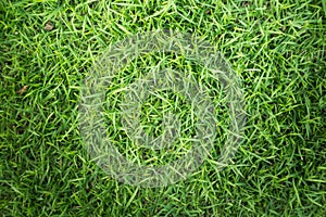 Grass texture or grass background. Green grass for golf course, soccer field or sports background concept design.