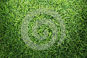 Grass texture or grass background. Green grass for golf course, soccer field or sports background concept design.