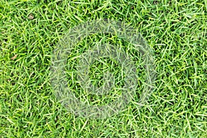 Grass texture or grass background. Green grass for golf course, soccer field or sports background concept design.